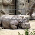 A rhinoceros with a face only a mother could love